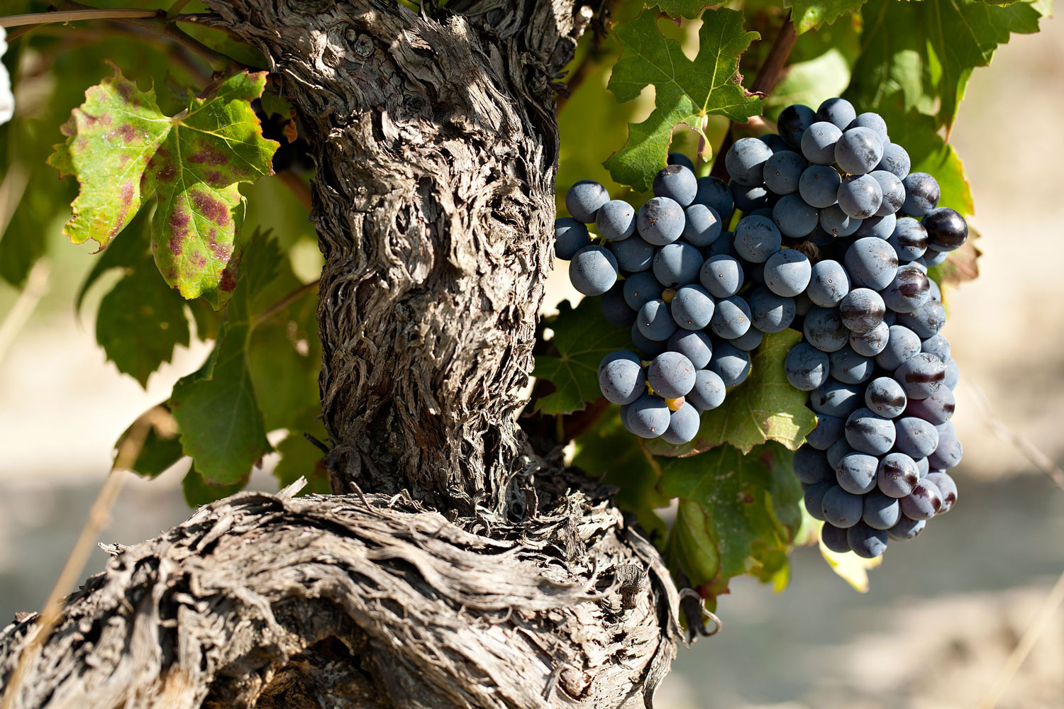 Les grands cépages de vins rouges cultivés en France et leurs caractéristiques